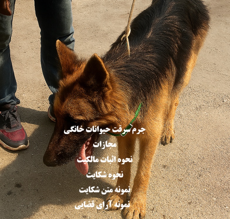 جرم سرقت حیوانات خانگی و مجازات سگ دزدی
