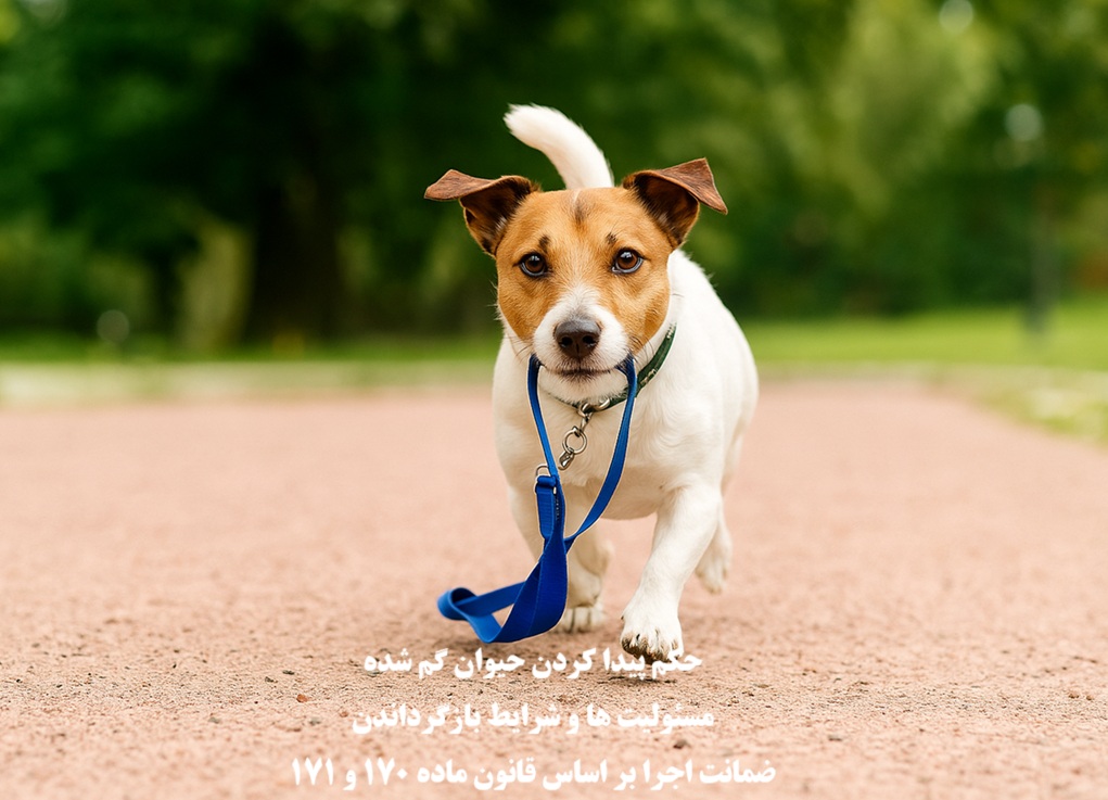 حکم و مسئولیت قانونی پیدا کردن حیوان گم‌ شده و بازگرداندن آن